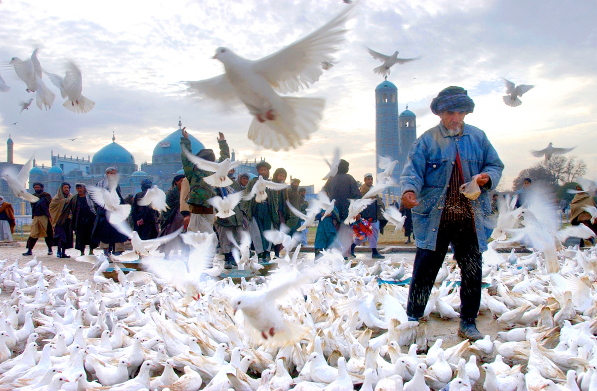 Un homme nourri les colombes du sanctuaire de Azrat Ali dans la ville de Mazar-i Sharif, où l’esprit d’Ali est vénéré, Afghanistan, novembre 2001 ©James Hill