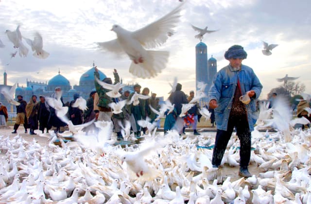 Un homme nourri les colombes du sanctuaire de Azrat Ali dans la ville de Mazar-i Sharif, où l’esprit d’Ali est vénéré, Afghanistan, novembre 2001 ©James Hill