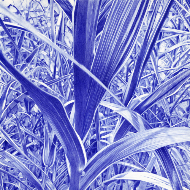 Arundo Donax, 2023 dessin stylo à bille sur papier, 50 x 50 cm KO-2303 ©konrad 