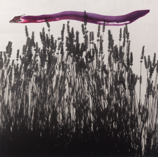 aubergine, 2025 dessin stylo à bille sur tirage photo, 47,6 x 47,6 cm KO-2505 ©konrad