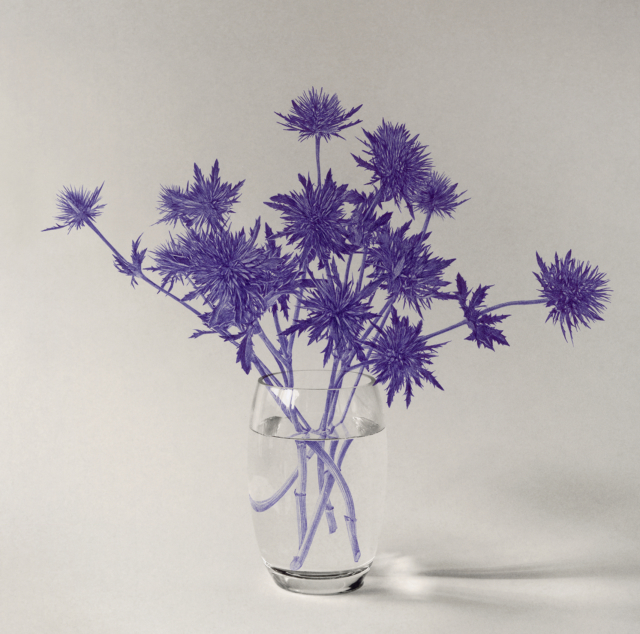 bouquet de chardons, 2025 dessin stylo à bille sur tirage photo, 49,6 x 49,6 cm KO-2510 ©konrad