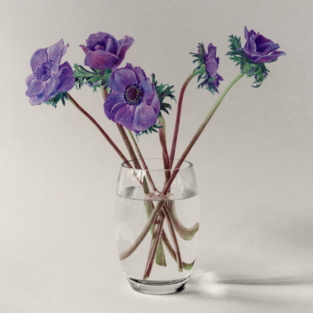 bouquet d'anémones I, 2025 dessin stylo à bille sur tirage photo, 49,6 x 49,6 cm KO-2511 ©konrad