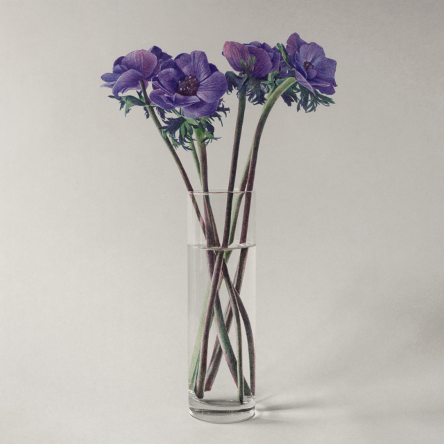 bouquet d'anémones II, 2025 dessin stylo à bille sur tirage photo, 49,6 x 49,6 cm KO-2512 ©konrad