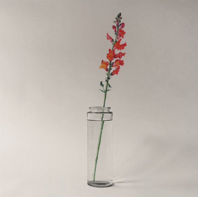 giroflée, 2025 dessin stylo à bille sur tirage photo, 49,6 x 49,6 cm KO-2514 ©konrad