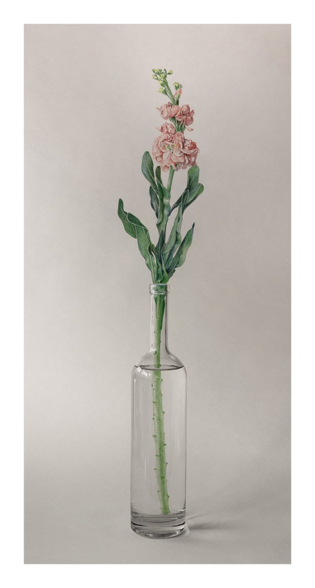 Giroflée, 2025 dessin au stylo à bille sur photo 80x40 cm KO-2529 ©Konrad