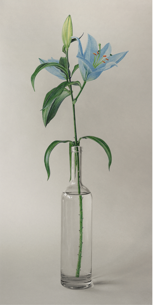 Lys, 2025 dessin au stylo bille sur photo 80x40 cm KO-2528 ©Konrad hoto, 80x40 cm ©Konrad web