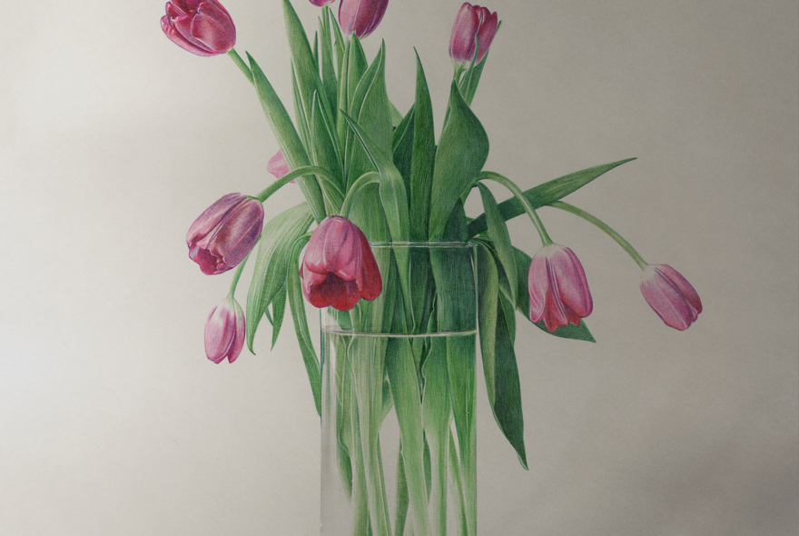 tulipes2025dessinstyloabillesurphoto50x50cmKO-2517Konrad