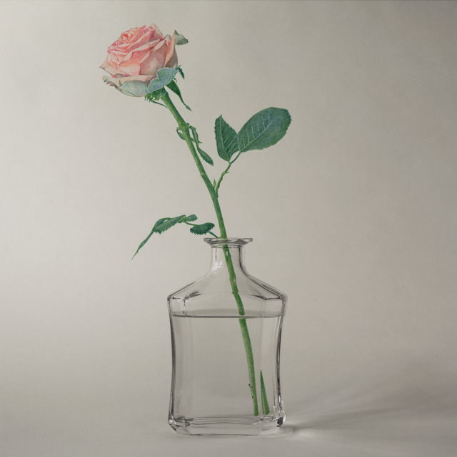 KO-2525 Rose, 2025, dessin stylo à bille sur tirage photo, 50x50 cm ©Konrad
