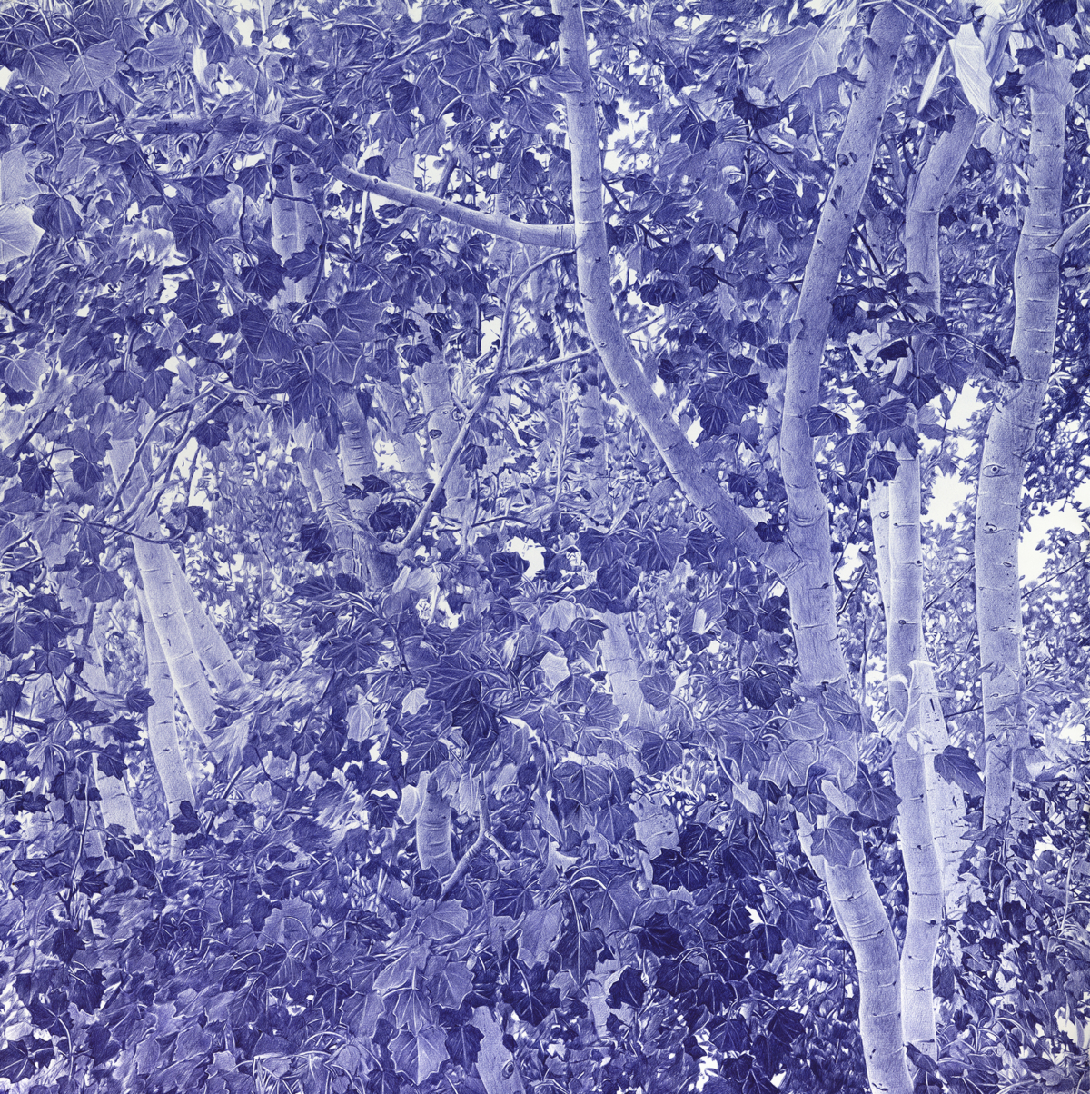 Bouleaux, 2025 dessin au stylo à bille sur papier, 78x78 cm KO-2515 ©Konrad