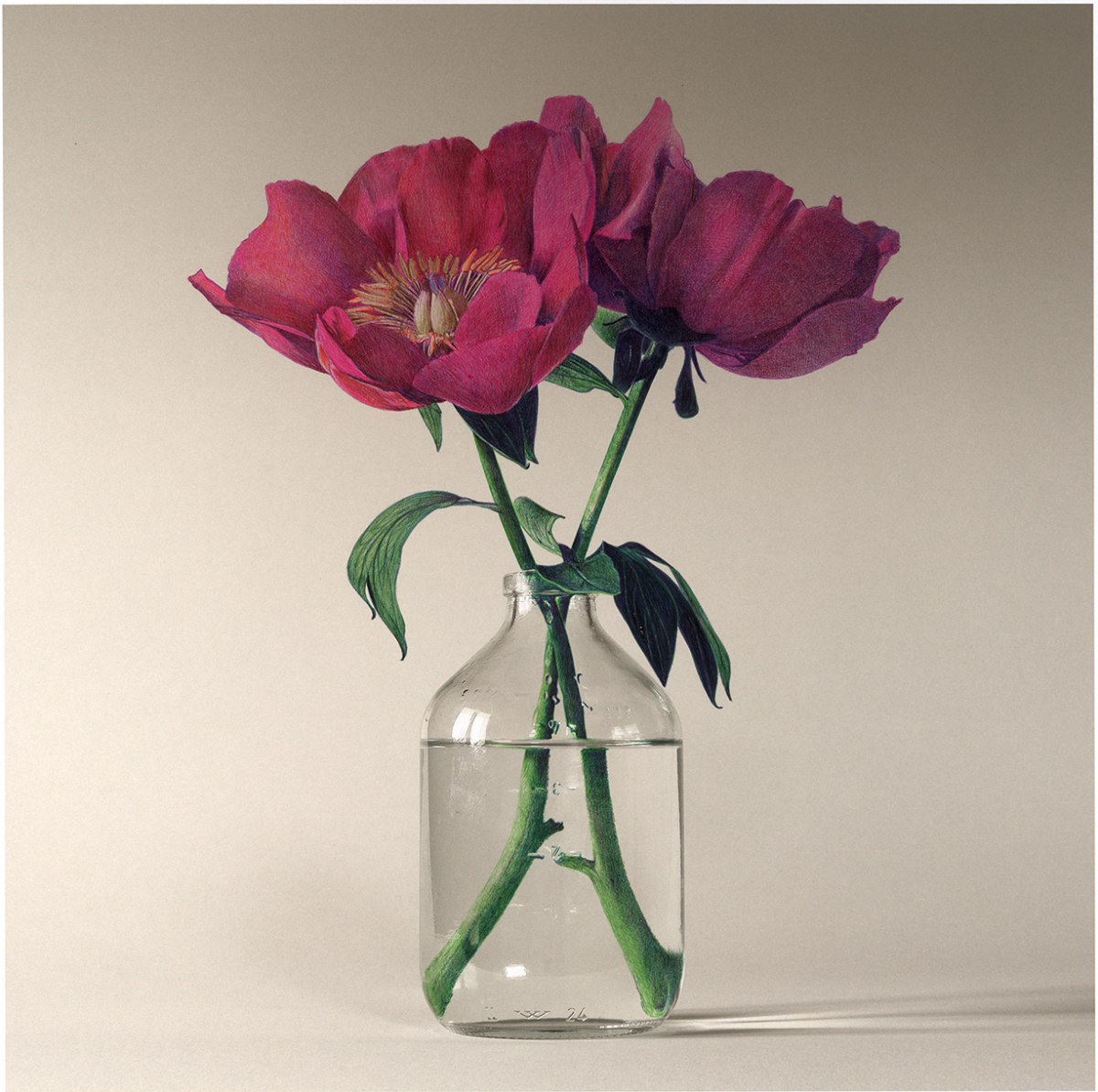 Pivoines, 2025 dessin stylo à bille sur photo, 40x40 cm KO-2531 ©Konrad