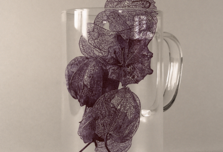 Physalis2025dessinstylobillesurphoto40x40cmKO-2535Konrad