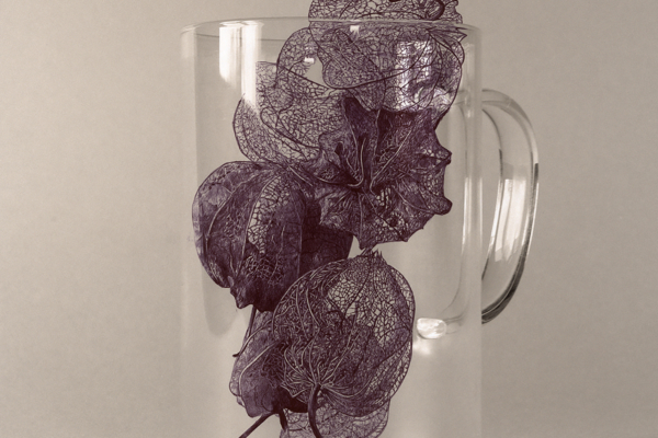 Physalis2025dessinstylobillesurphoto40x40cmKO-2535Konrad
