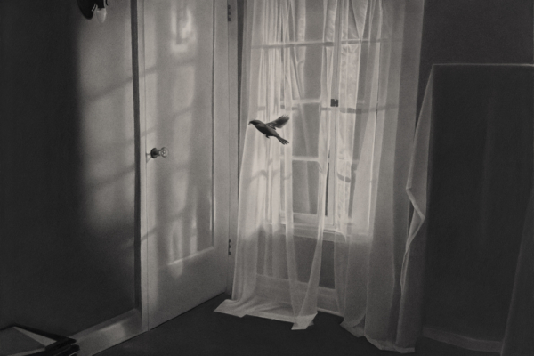 Lesoiseauxneprennentpaslesportes2025dessinpierrenoireetgraphitesurpapier385x565cmRT1058RaphaelTachdjian