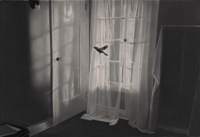 Lesoiseauxneprennentpaslesportes2025dessinpierrenoireetgraphitesurpapier385x565cmRT1058RaphaelTachdjian