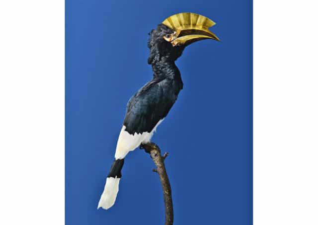 BROWN-CHEEKED HORNBILL [Bycanistes attractivus], 2014.