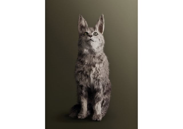 CAT [Felis spiritae] Psychic medium for communications with the