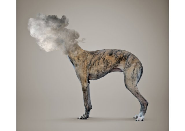 CLOUDY TRAVELLING DOG [Canis nimbus transubstantiatio] Capacity