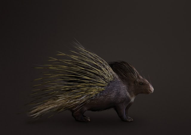 GOLDEN Porcupine [Hystricidae gemmae] Luxury pet with jewelry se