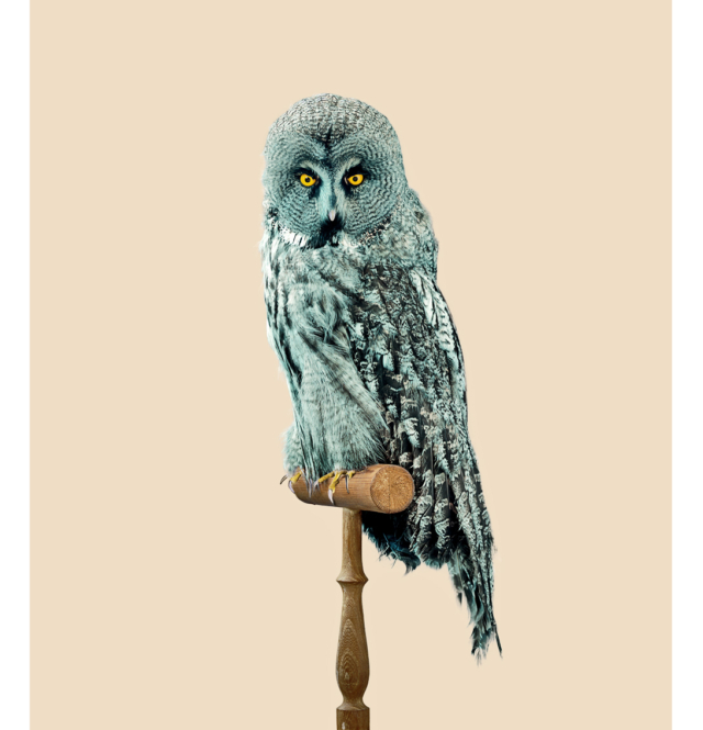 GREAT GREY OWL [Strix predatoris] Predator-resistant feathers, 2