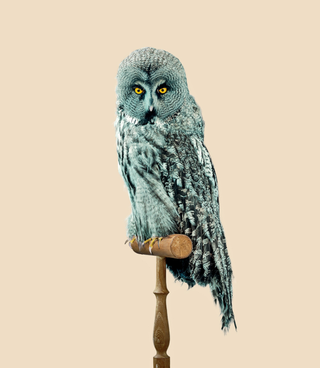 GREAT GREY OWL [Strix predatoris] Predator-resistant feathers, 2013 série Post Natural History Photographie Ink jet print on HR Ilfoflex Prestige 90x78,6 cm édition 10 + 2 AP sold out VF-PNH1301 ©Vincent Fournier