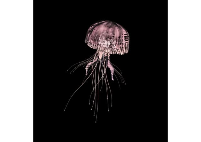 MOON JELLYFISH [Aurelia exiens] Adaptation to abyssal life for d