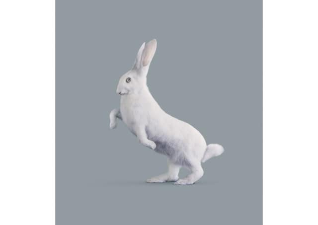 RABBIT [Oryctolagus cognitivus] Very intelligent rabbit, 2012.