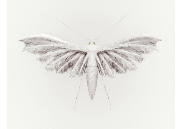 RAIN BIRD [Aucellus pluvia] Ability to provoke rainfall by distu