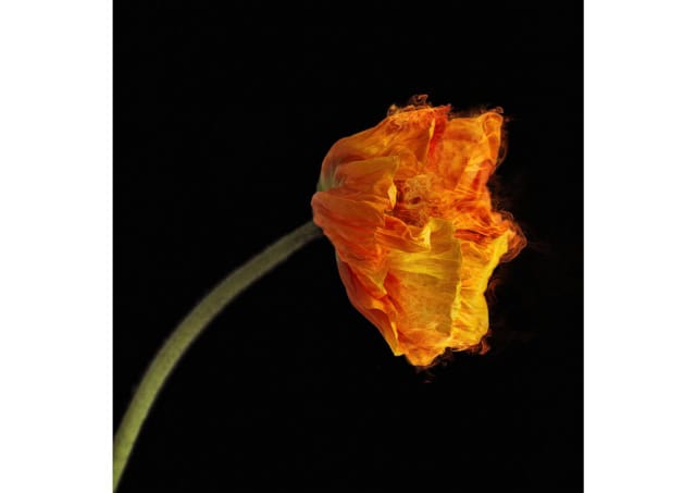 RED POPPY [Ignis Ubinanae] Flower with fiery plasma, 2014.