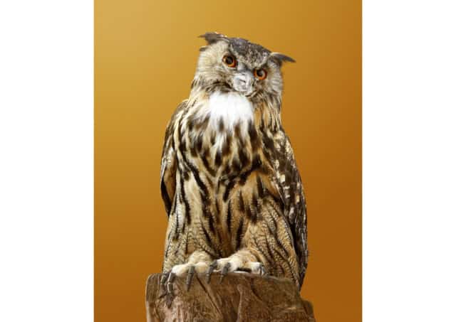 REPLICANT OWL BUTLER [Asio replican major domus] Robotic owl to