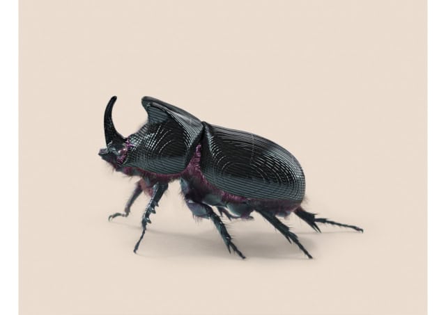 RHINO BEETLE [Oryctes transmissionis] Insect adapted to continuo