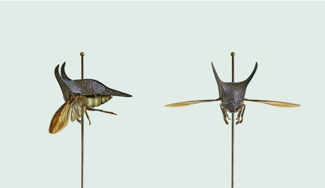 CLOUDY TRAVELLING DOG [Canis nimbus transubstantiatio] Capacity