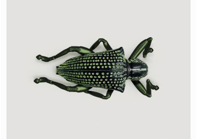 WEEVIL [Entimus jumpis] Highly-adaptable jumping insect, 2012.