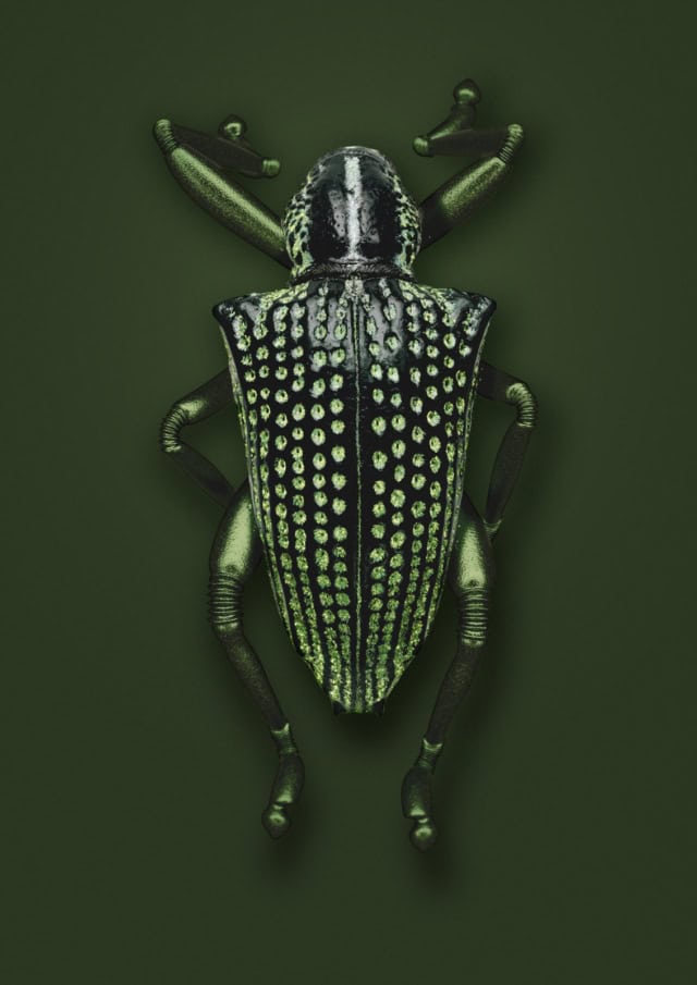 WEEVIL [Entimus jumpis] Highly-adaptable jumping insect, 2012.