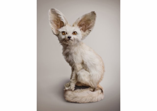 WHITE FENNEC [Zerdas hypnoticus] Ability to access and control m