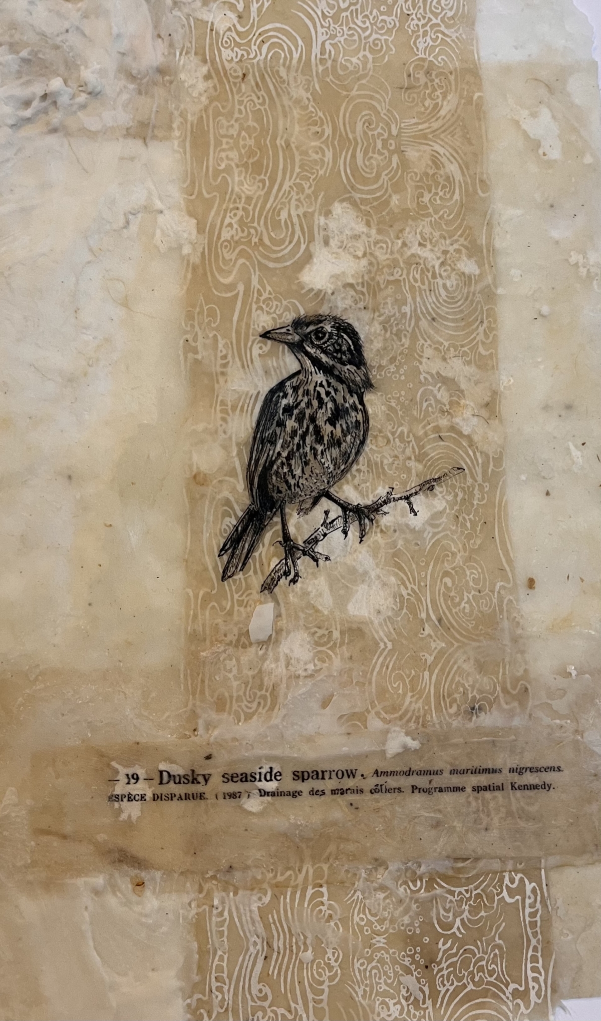 Dusky Seaside Sparrow, échelle 1/1, 2026 dessin encre sur papier de riz, cire d'abeille et cire de cierge consumés 25x30 cm CB-2609 ©Corine Borgnet