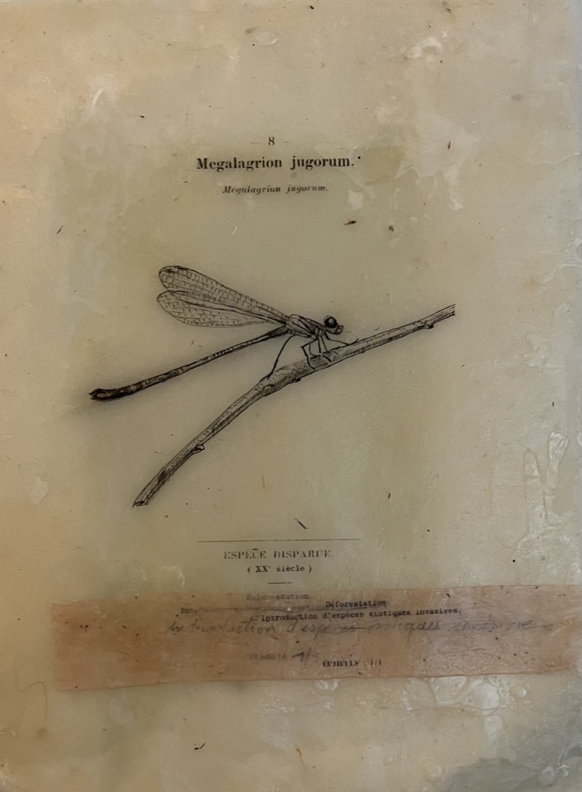 Mefgalagrion jugorum, échelle 1/1, 2026 dessin encre sur papier de riz, cire d'abeille et cire de cierge consumés 26x18 cm CB-2613 ©Corine Borgnet