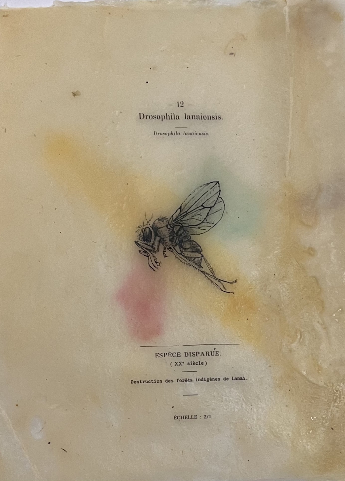 Drosophila lanaiensis, échelle 1/1, 2026 dessin encre sur papier de riz, cire d'abeille et cire de cierge consumés 25x19 cm CB-2618  ©Corine Borgnet