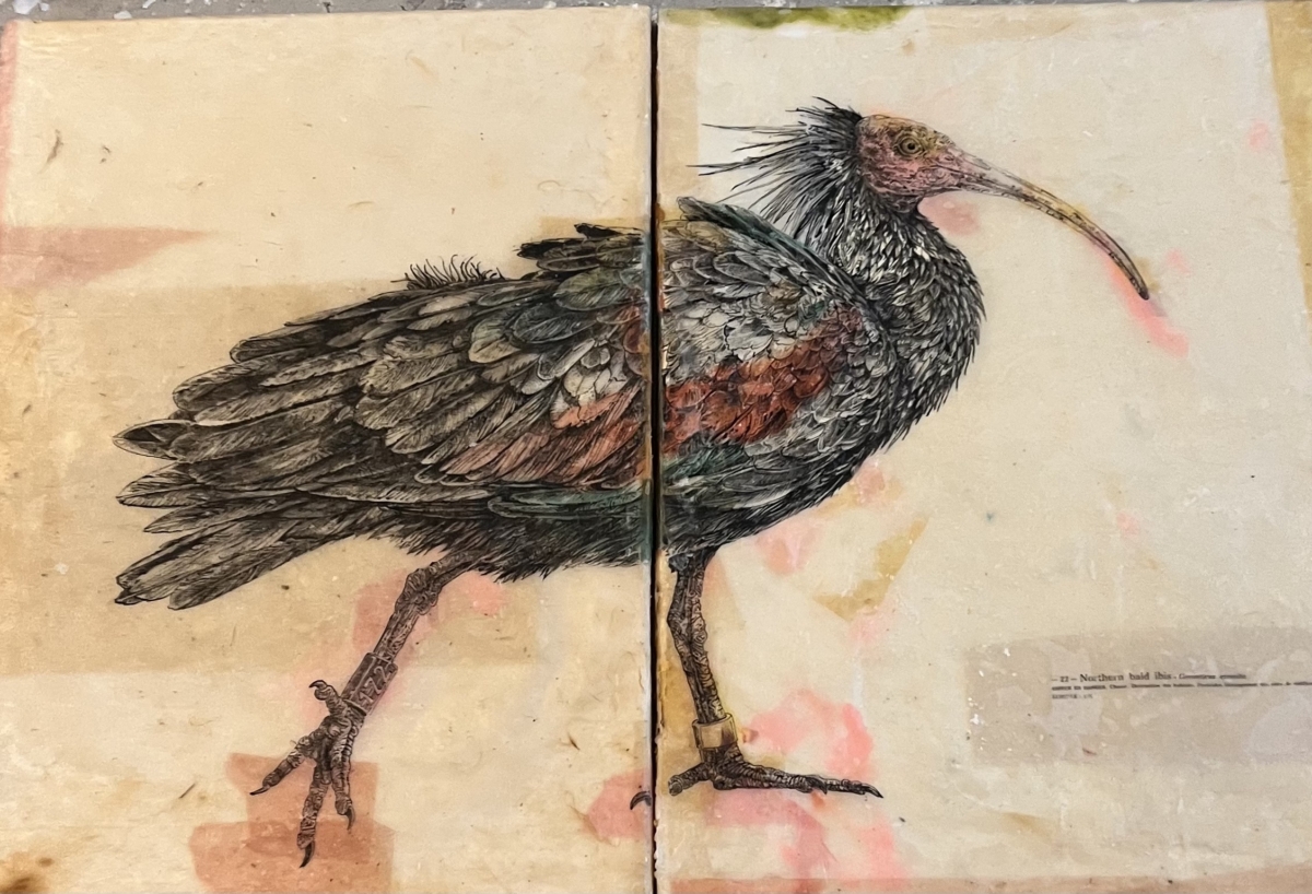 Northern bold ibis - échelle 1, 2026 dessin encre sur papier de riz, cire d'abeille et cire de cierge consumés marouflé sur toile 26x20 cm CB-2619  ©Corine Borgnet