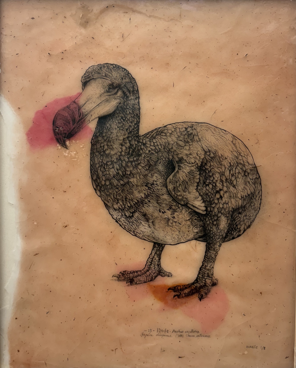 Dodo, Raphus cucullanis - échelle 1/2, 2026 dessin encre sur papier de riz, cire d'abeille et cire de cierge consumés 50x40 cm CB-2625 ©Corine Borgnet